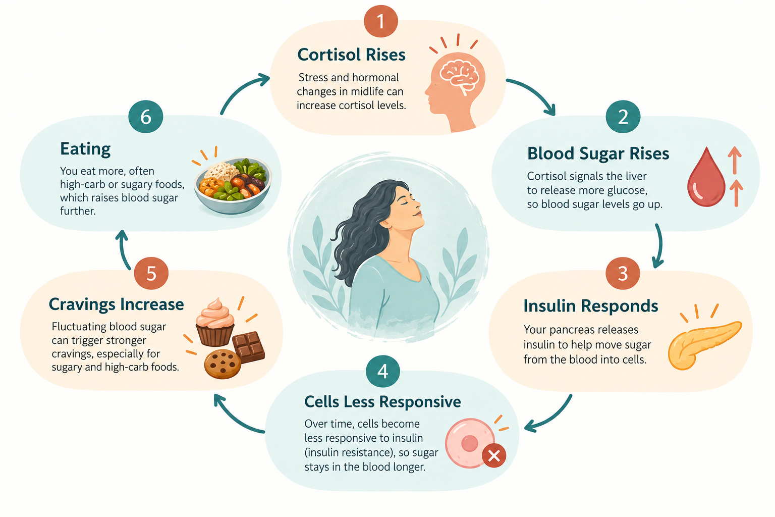 Diagram of the cortisol, blood sugar and insulin loop behind midlife weight gain